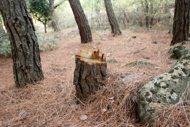 Best Stump Grinding and Removal  in South Valley, NM