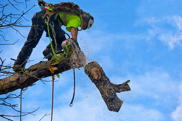 Best Leaf Removal  in South Valley, NM